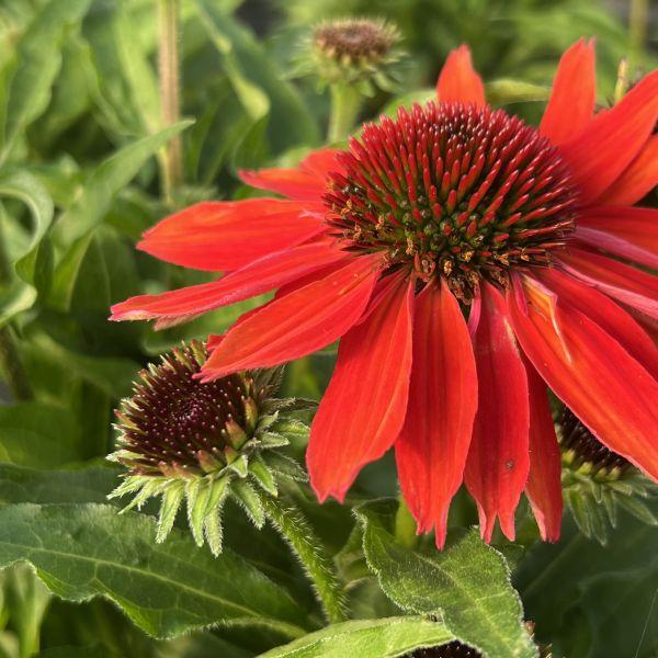 Produktbild Säntispracht Die altbekannte Heilpflanze, der Schein-Sonnenhut - Echinacea purpurea (70 cm)