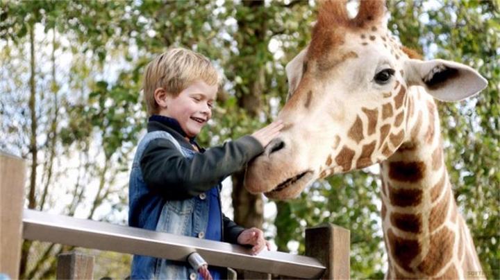 Produktbild Plaion Mein Freund, die Giraffe (DVD, 2017, Deutsch)