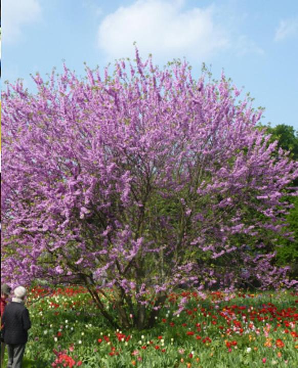 Image du produit Tropica Arbre d'amour - Arbre de Judée (Cercis siliquastrum) (Graines de plantes)