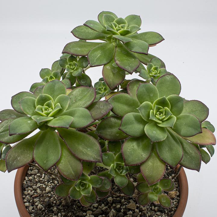 Produktbild Kakteen Gautschi Aeonium Kiwi (35 cm)