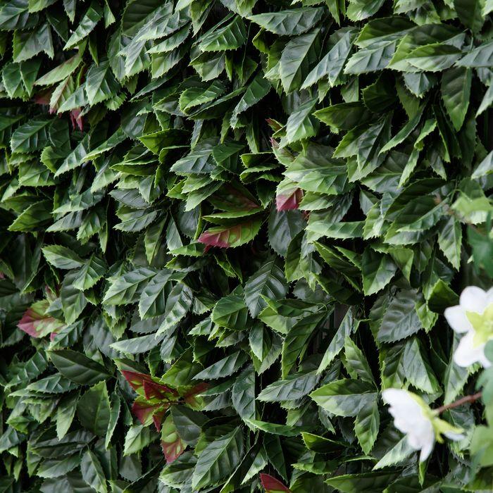 Immagine prodotto Swisshandel24 Parete di piante artificiali 12 pezzi Protezione UV schermo privacy, design nespola lucida, 50x50 (50 cm)