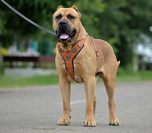 Image du produit Bestia Brustgeschirr - Maximus (XXL, Chien, Promenade, Général)