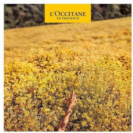 Actual product image L'Occitane Rose (Body milk, 250 ml)