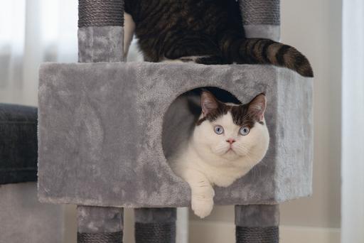 Image du produit Beeztees Arbre à chat Bz Figado (135 cm, Grey)