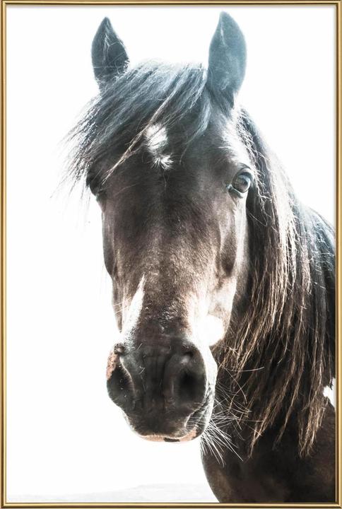 Produktbild Juniqe Horse (13 x 18 cm)