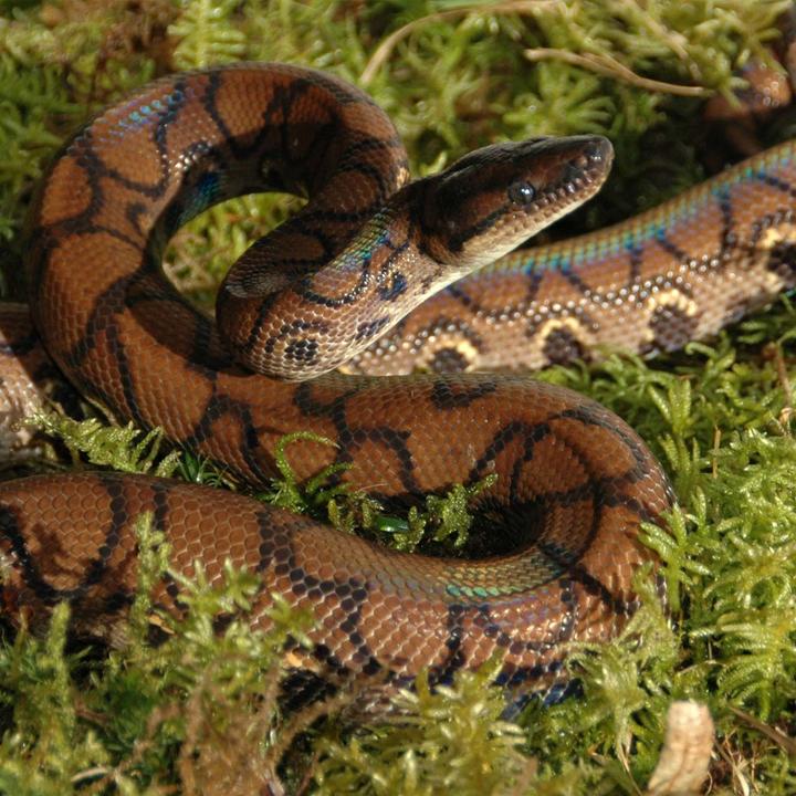 Productafbeelding Lucky Reptile Vivariummos