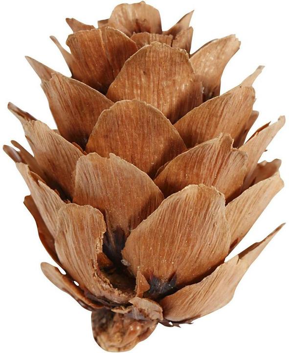 Image du produit Creativ Company Cônes de sapin