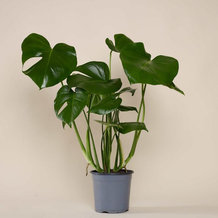 Produktbild Mary and Plants Monstera (65 cm)