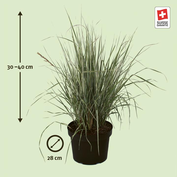 Produktbild Zulauf Calamagrostis ac.(x) 'Overdam' / Reitgras 'Overdam' (30 cm)