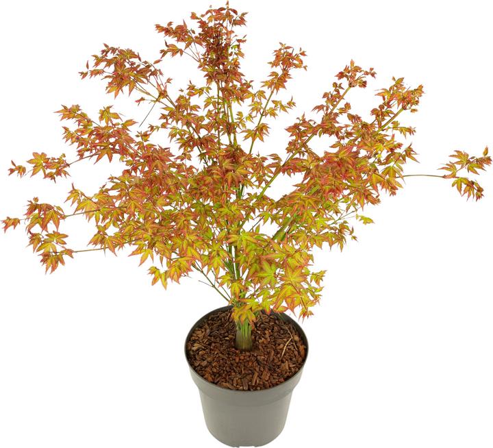 Produktbild Plant in a Box Acer palmatum 'Little Princess' - Japanischer Ahorn (45 cm)
