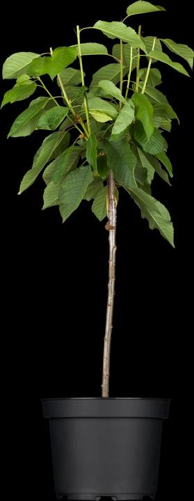 Produktbild Säulenkirsche Sylvia (100 cm)