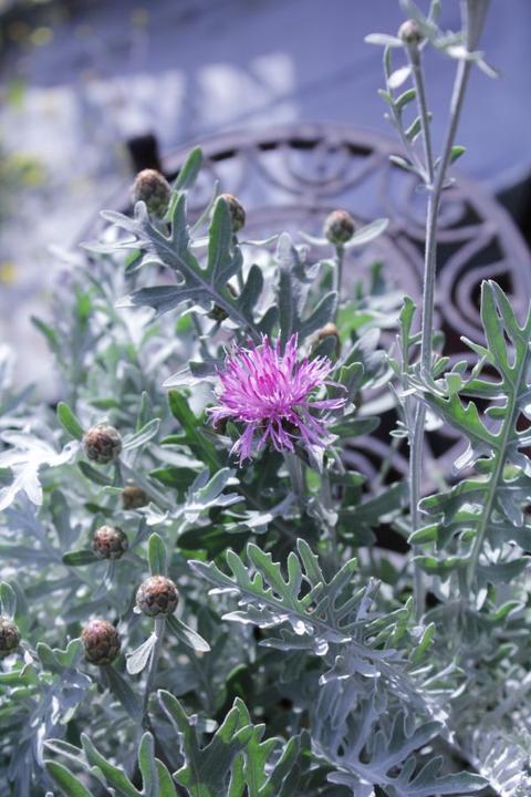 Actual product image Säntispracht The perennial knapweed - Centaurea 'Silver Feather' (80 cm)