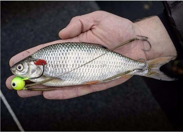 Image du produit Quantum Mr. Pike Fire-Ball Jighead
