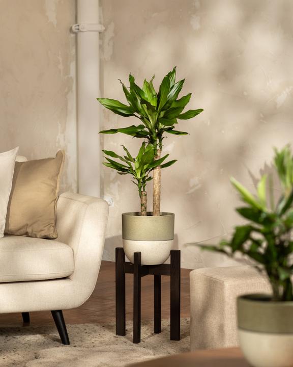 Actual product image feey Large dragon tree (85 cm, Freshly repotted)