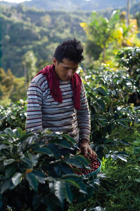Produktbild Tropical Mountains Passionato (21 x Port.)