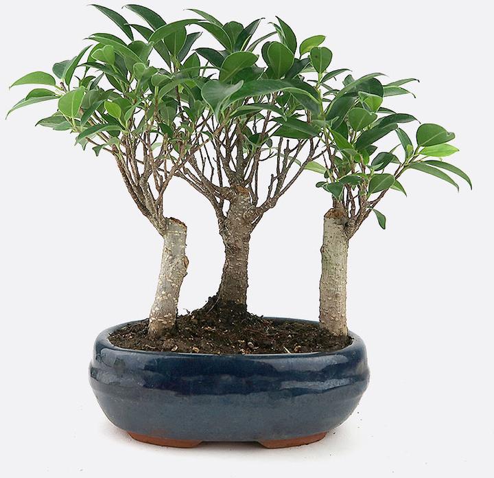 Produktbild Bonsai.ch Ficus retusa (30 cm)