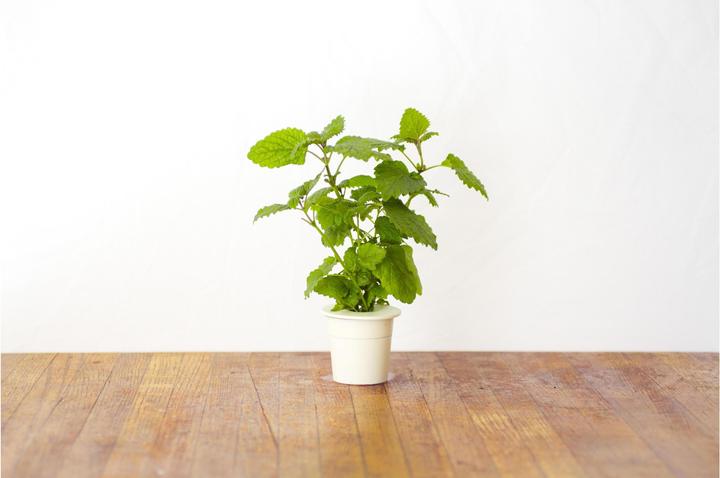 Actual product image Click and Grow Lemon Balm (Herb seeds)