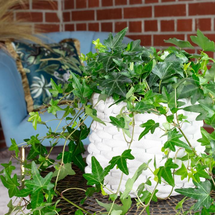 Actual product image Flowerbox Gemeiner Efeu- Hedera helix (20 cm)