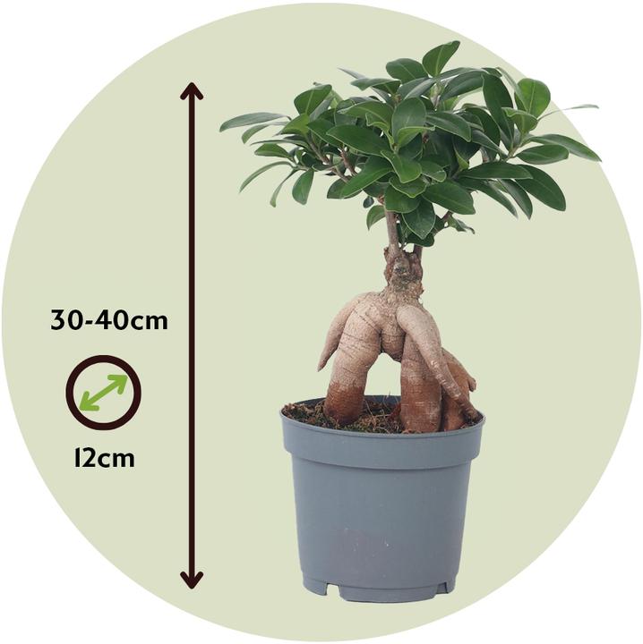 Produktbild Plant in a Box Ficus microcarpa Ginseng - Bonsai (40 cm)