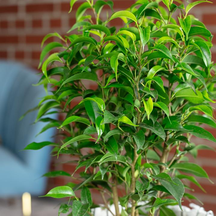Actual product image Flowerbox Benjamin fig Natasja branched - height ca. 30 cm, pot-Ø 12 cm - Ficus benjamini (30 cm)