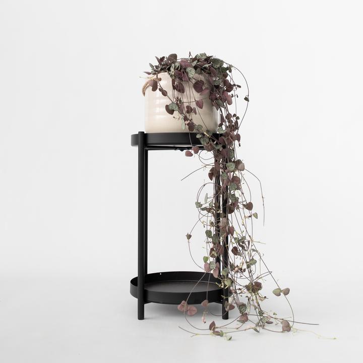 Actual product image Plant in a Box Ceropegia linearis Woodii - sinker chain heart leaf (30 cm)