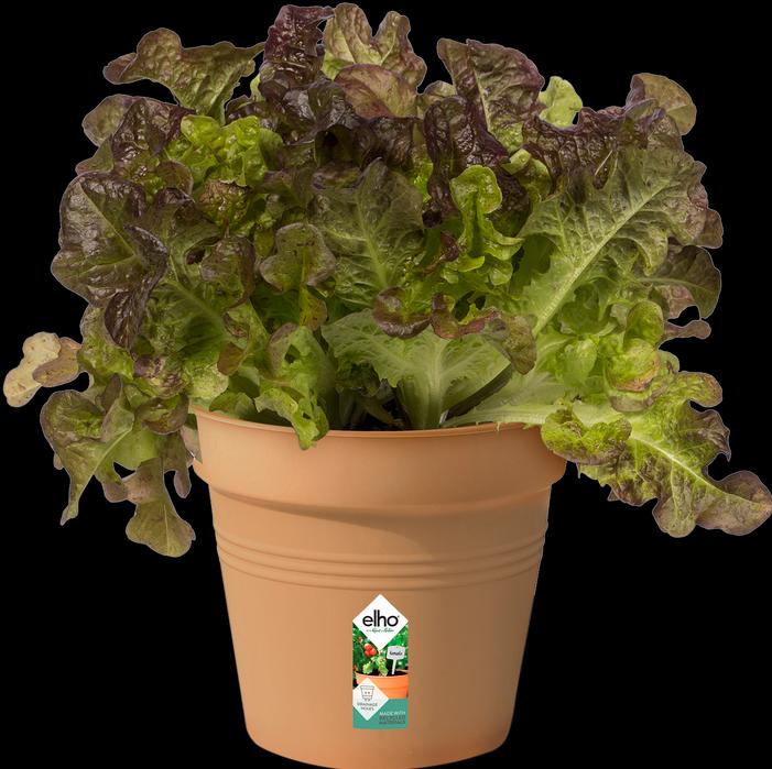 Produktbild Elho Green Basic (15 cm)