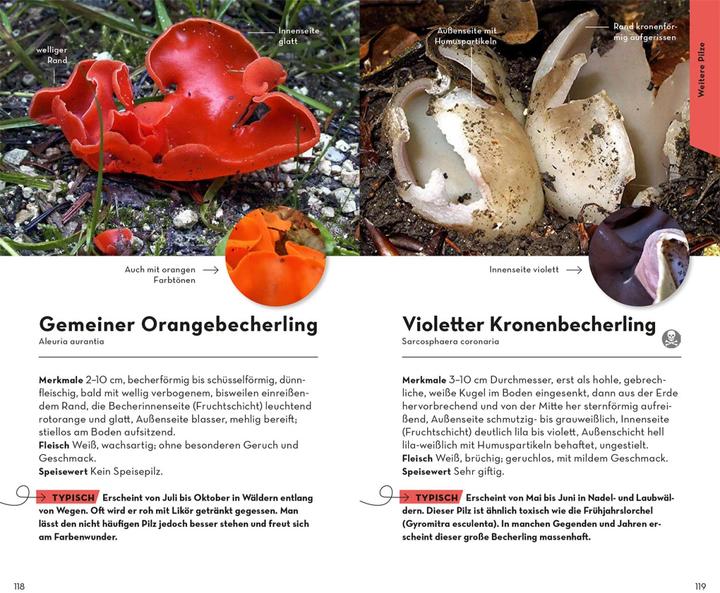 Produktbild Kosmos BASIC Pilze