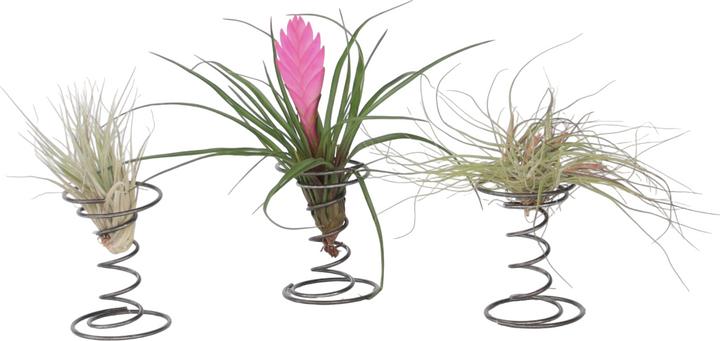 Produktbild Plant in a Box Tillandsia - 3er Mischung Tillandsien auf dekorativen Spirale (5 cm)