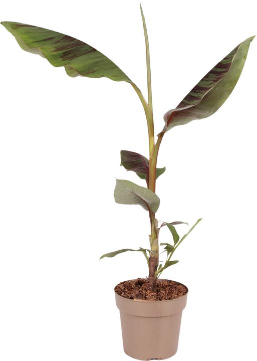Produktbild Plant in a Box Ensete ventricosum - Bananenpflanzen (55 cm)