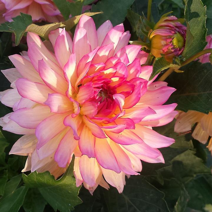 Produktbild Plant in a Box Dahlia Labyrinth, Dahlia Labyrint Twotone - 6er Mischung Dahlien (10 cm)