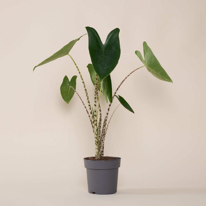 Actual product image Mary and Plants Elephant Ear (55 cm)