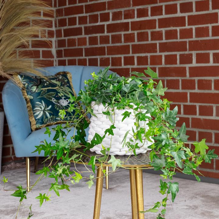 Actual product image Flowerbox Gemeiner Efeu- Hedera helix (20 cm)