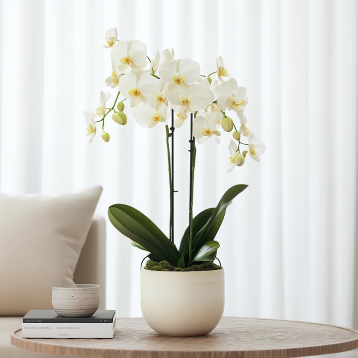 Produktbild Plant in a Box Phalaenopsis Multiflora - Schmetterlingsorchidee (35 cm)