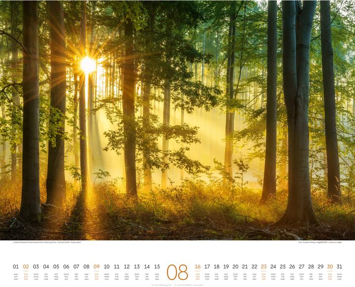 Immagine prodotto Wald Kalender 2026 (54 x 48 cm, Copertina rigida, Tedesco, Francese, Inglese)