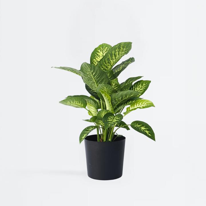 Produktbild Plant in a Box Dieffenbachia - Arum (70 cm)