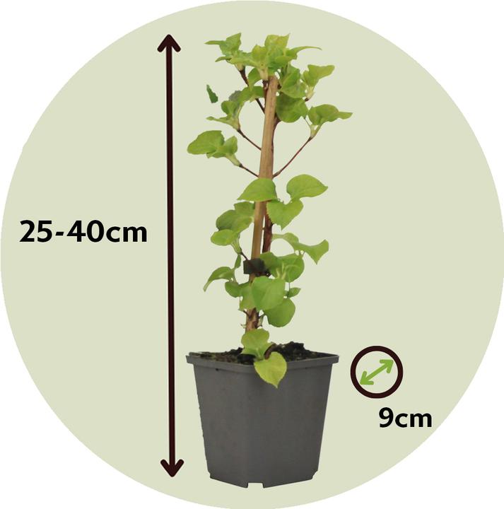 Produktbild Plant in a Box Hydrangea anomale petiolaris - 3er Set Hortensien (25 cm)