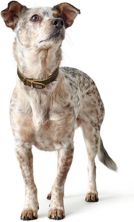 Actual product image Hunter Collar Aalborg (28, 29, 30, 31, 32, 33, Dog, Dog sport)
