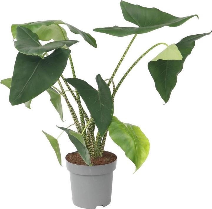 Plant in a Box Alocasia zebrina - Alokasie (150 cm)