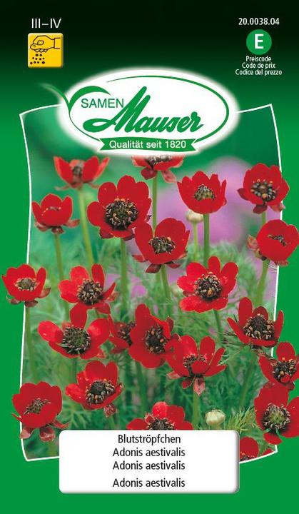 Produktbild Samen Mauser Blutströpfchen (Pflanzensamen)