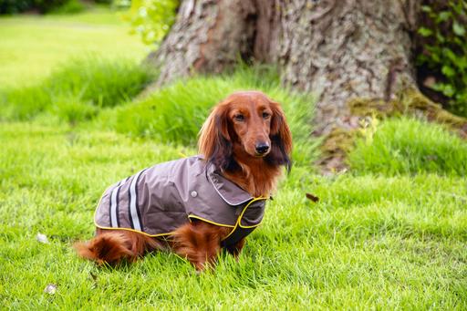Actual product image Beeztees Dog Raincoat Seja (XL, Dog raincoat)