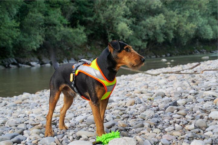 Produktbild Beat Grossenbacher Dog's Fun Run Night Hundegeschirr (L, Hund, Hundesport, Arbeit)