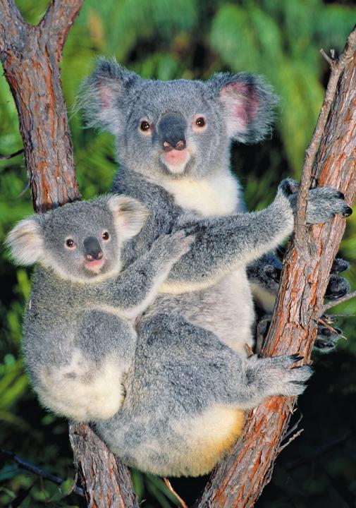 Produktbild Dino Puzzle Koalas auf dem Baum 500 Teile (500 Teile)