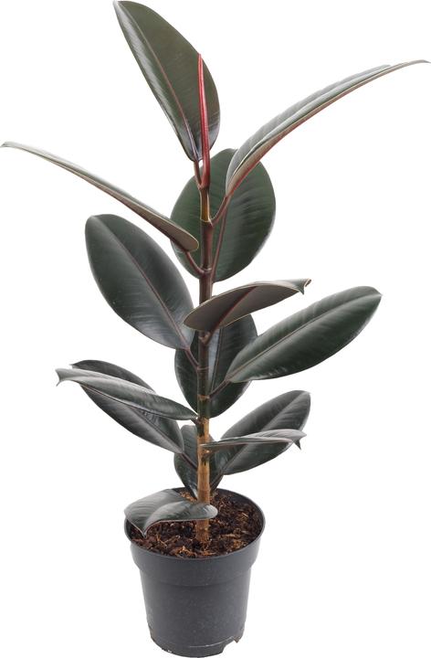 Produktbild Migros Ostschweiz Ficus elastica (67 cm, Tierfreundlich)