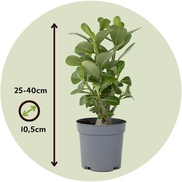 Actual product image Plant in a Box Adenium Obesum - Desert Rose (25 cm)
