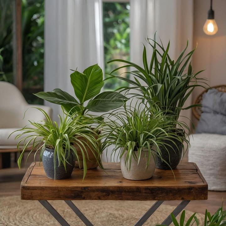 Actual product image Plant in a Box Chlorophytum, Cyperus, Musa, Areca - Mixture of 4 Pet-friendly plants (25 cm)