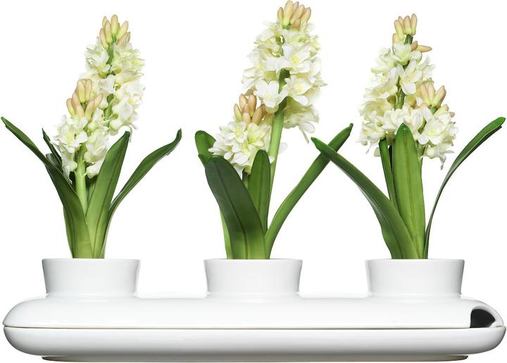 Sagaform Tris di erbe aromatiche (13 cm)