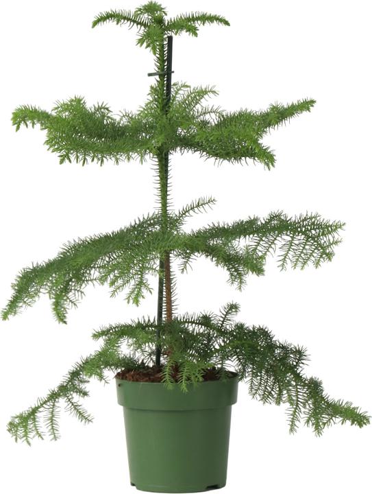 Produktbild Plant in a Box Araucaria Heterophylla - Norfolk Island pine (45 cm)