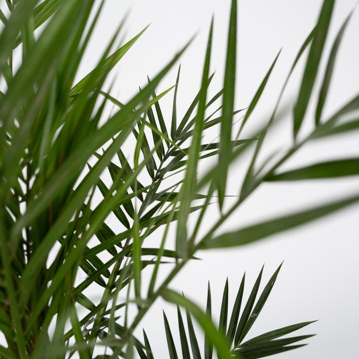 Produktbild Plant in a Box Phoenix canariensis - 4er Set Kanarische Dattelpalme (50 cm)