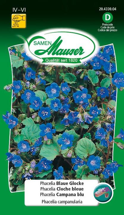 Samen Mauser Phacelia Blaue Glocke (Blumensamen)