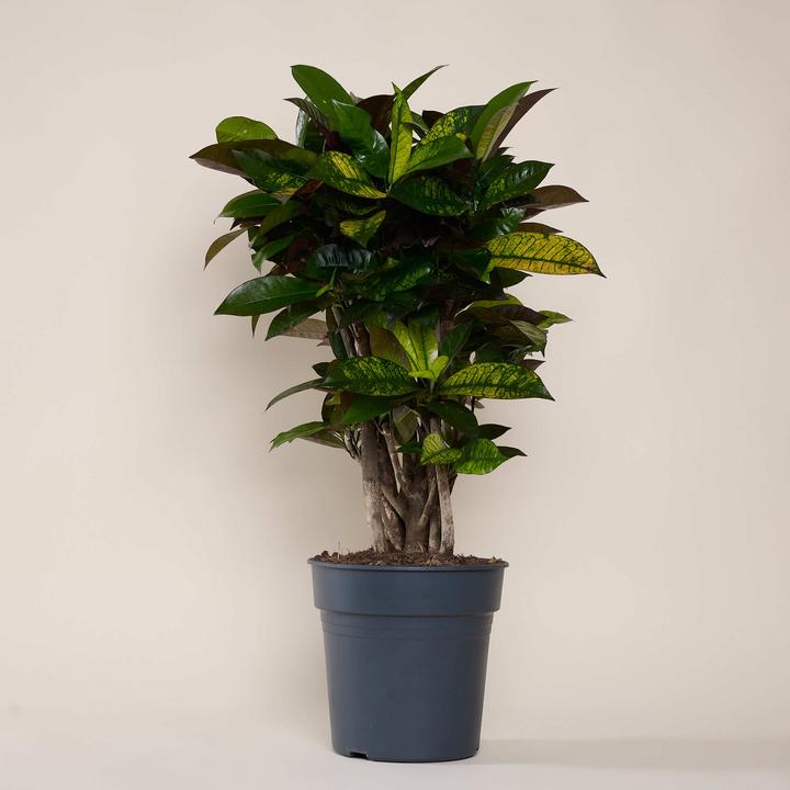 Mary and Plants Mrs Iceton (85 cm)